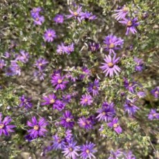 Silky aster